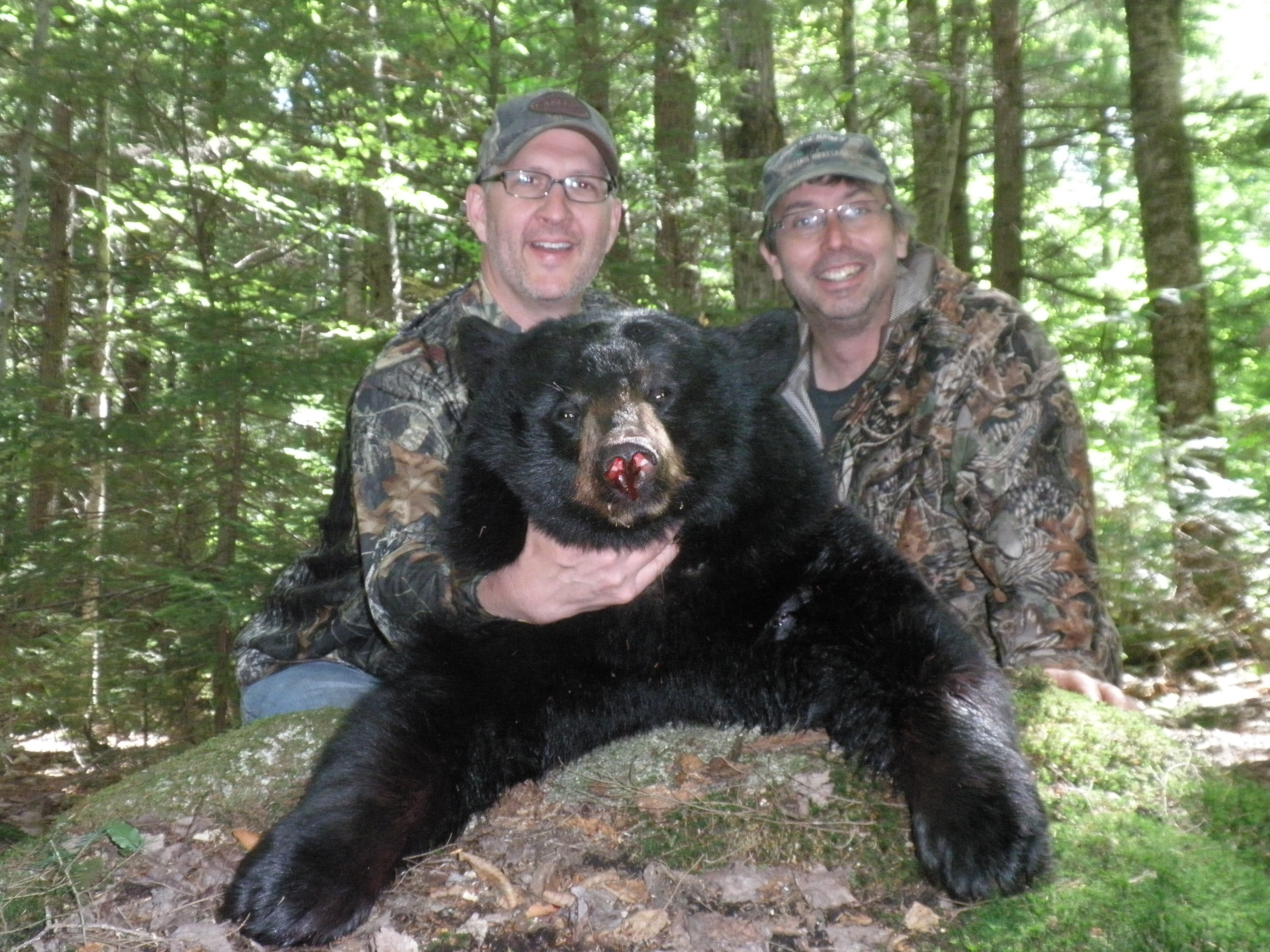 Black Bear Hunting in Maine